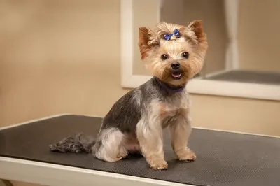 Mokry Nosek - Salon pielęgnacji dla psów i kotów, psi fryzjer